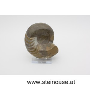 Ammonite  poliert